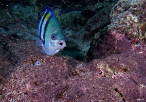 Maldives 2021 - Poisson bagnard - Sergeant-major - Abudefduf vaigiensis - DSC00157_rc